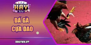 Đá Gà Cựa Dao – Trận Chiến Mãn Nhãn, Thắng Lớn Mỗi Ngày