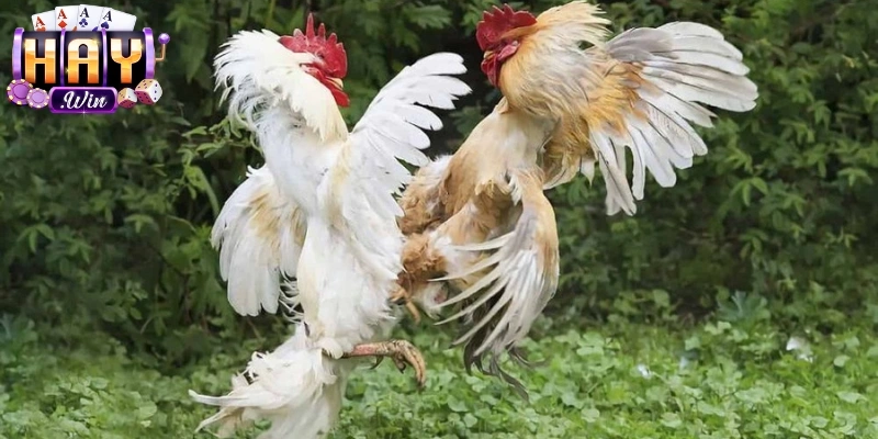 Nhận thưởng hấp dẫn, tăng vốn, trải nghiệm đá gà cựa dao