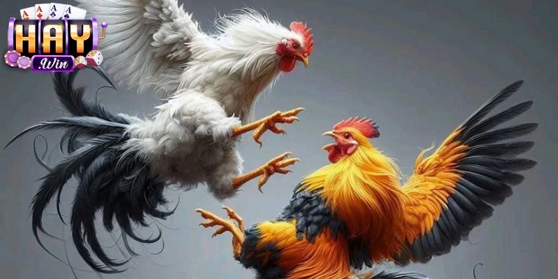 Quan sát gà đấu, phân bổ vốn, dự đoán chính xác trận đấu đá gà cựa dao