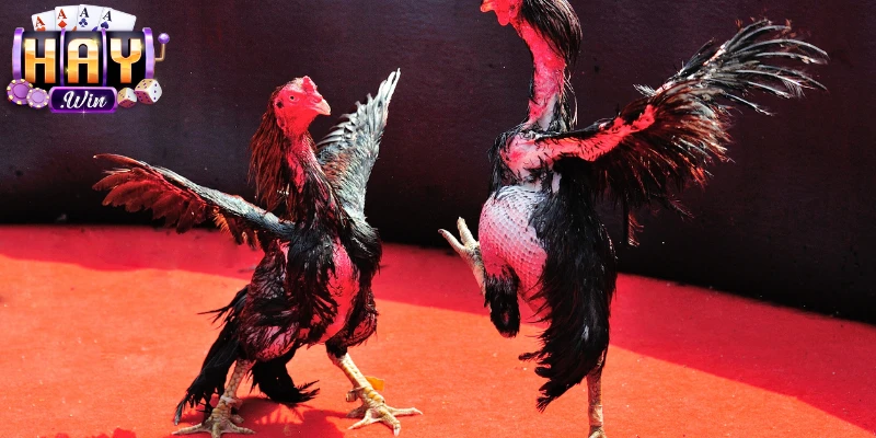 Khám phá đa dạng hình thức chọi kê hấp dẫn