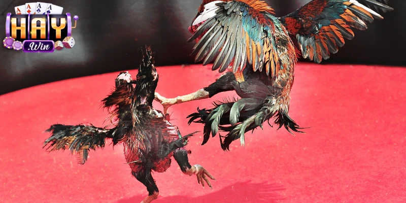 Giới thiệu sơ bộ về sảnh đá gà Haywin