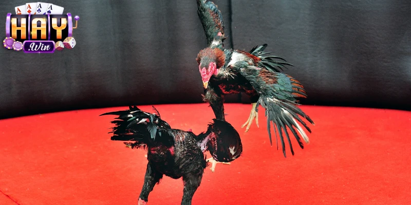 Tham gia sảnh chọi kê tại Haywin với máy chủ vận hành ổn định