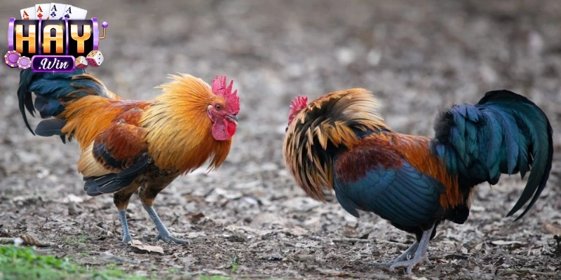 3 bước đơn giản từng bước tham gia đá gà trực tuyến