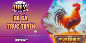 Đá Gà Trực Tuyến Tại Haywin Trải Nghiệm Đầy Kịch Tính