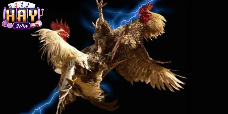Đá gà trực tuyến mang đến trải nghiệm kịch tính và minh bạch