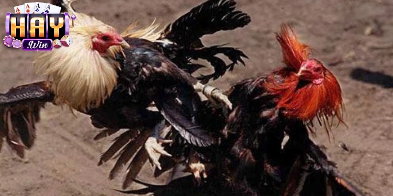 Phân bổ tài chính hợp lý giúp trải nghiệm an toàn hơn